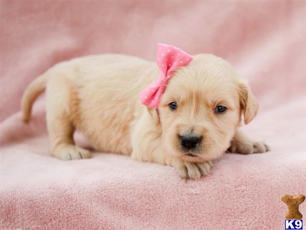 breeders Picture 1